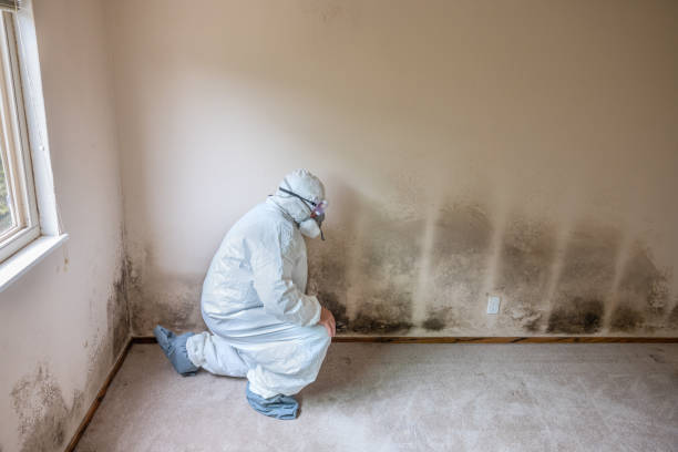 Mold Removal Process in Steelton, PA