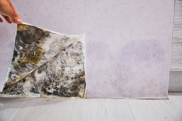 Best Professional Mold Removal  in Steelton, PA